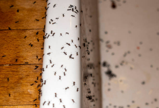 Best Residential Pest Control  in Valrico, FL