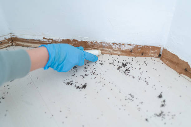 Best Best Pest Control Companies  in Valrico, FL